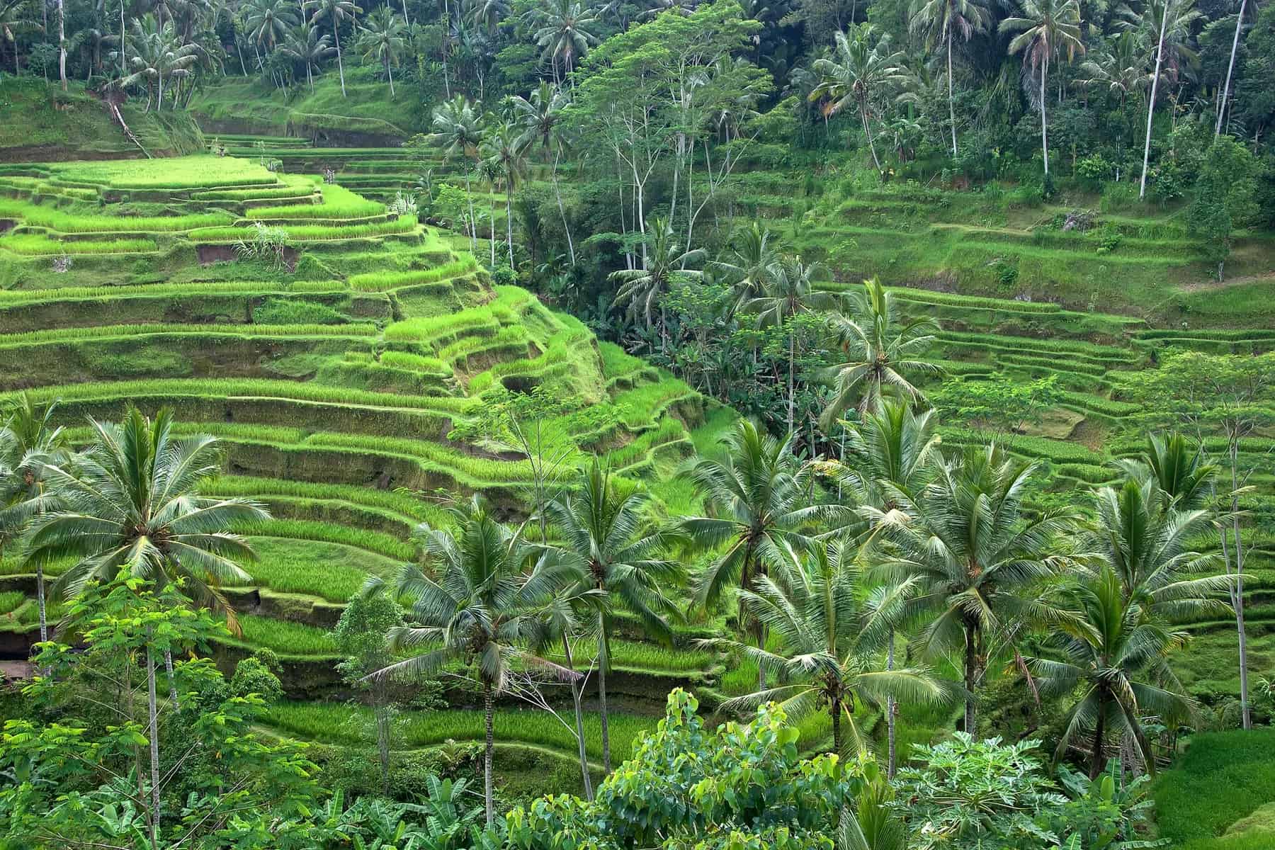 Ubud, Indonesia